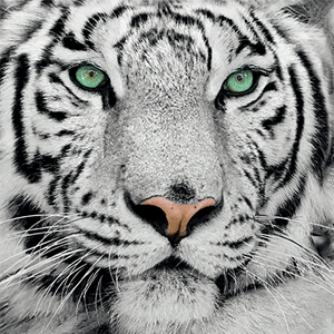 White Bengal Tiger - 3D Lenticular Postcard Greeting Card